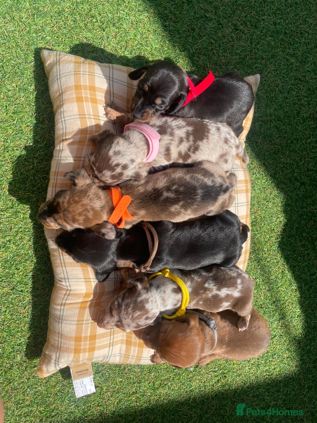 Miniature Dachshund dogs for sale: Stunning miniature type Dachunds  - Image 7