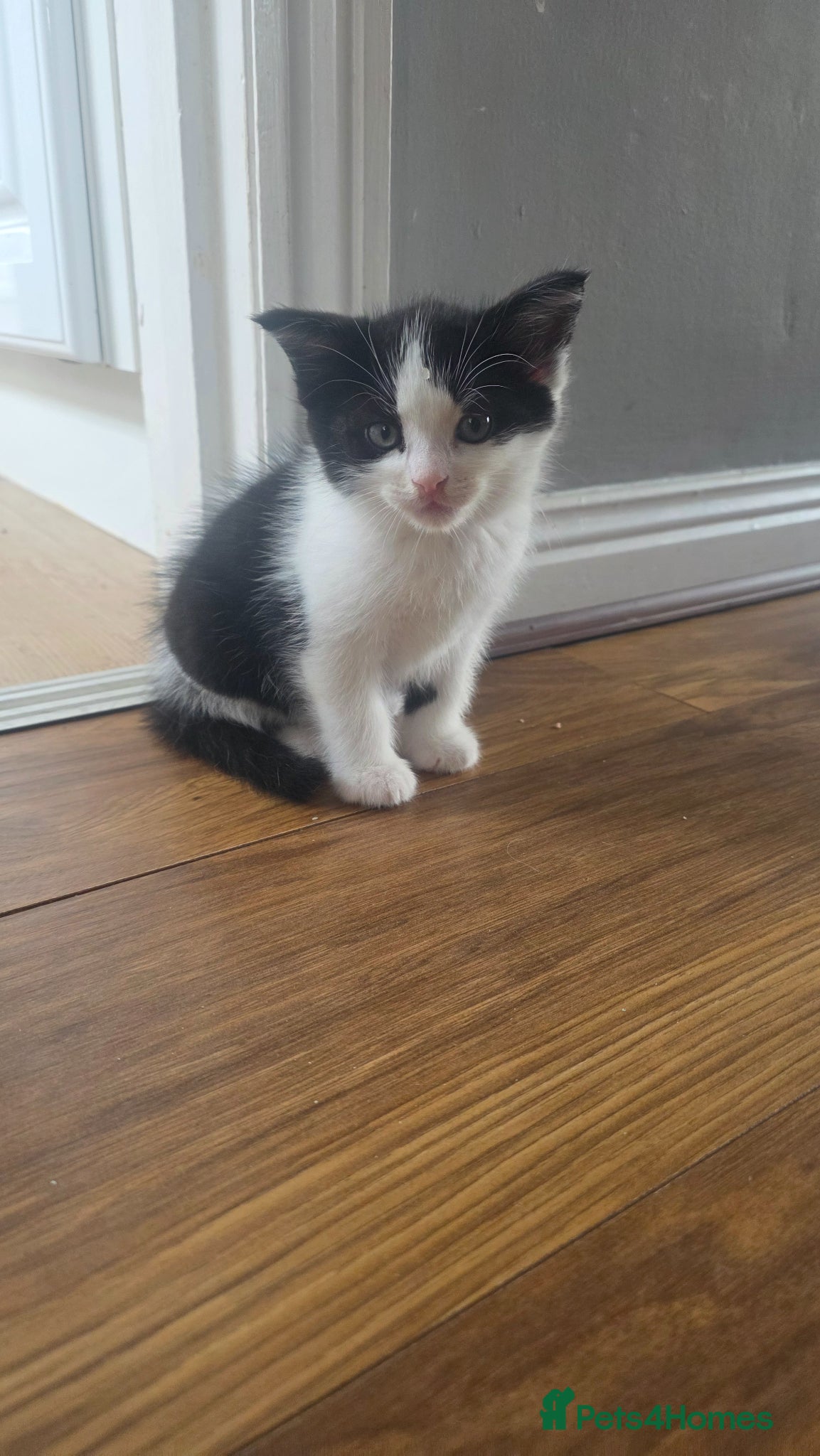 Mixed Breed cats for sale: Beautiful 1 Boy 1 Girl (British xRagdoll Mix) - Advert 6