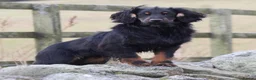 Cocker Spaniel dogs for stud: Black and Tan Cocker Spaniel at Stud - Advert 13