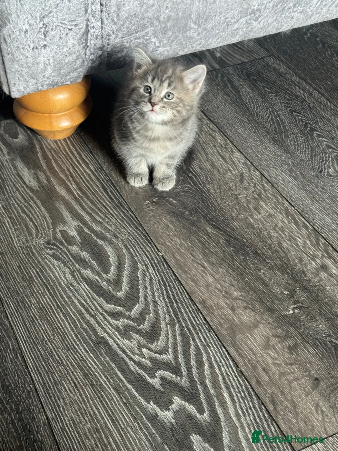Mixed Breed cats for sale: Super cute kittens  - Advert 2