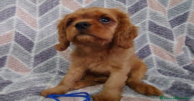 Cavalier King Charles Spaniel dogs - Advert 3