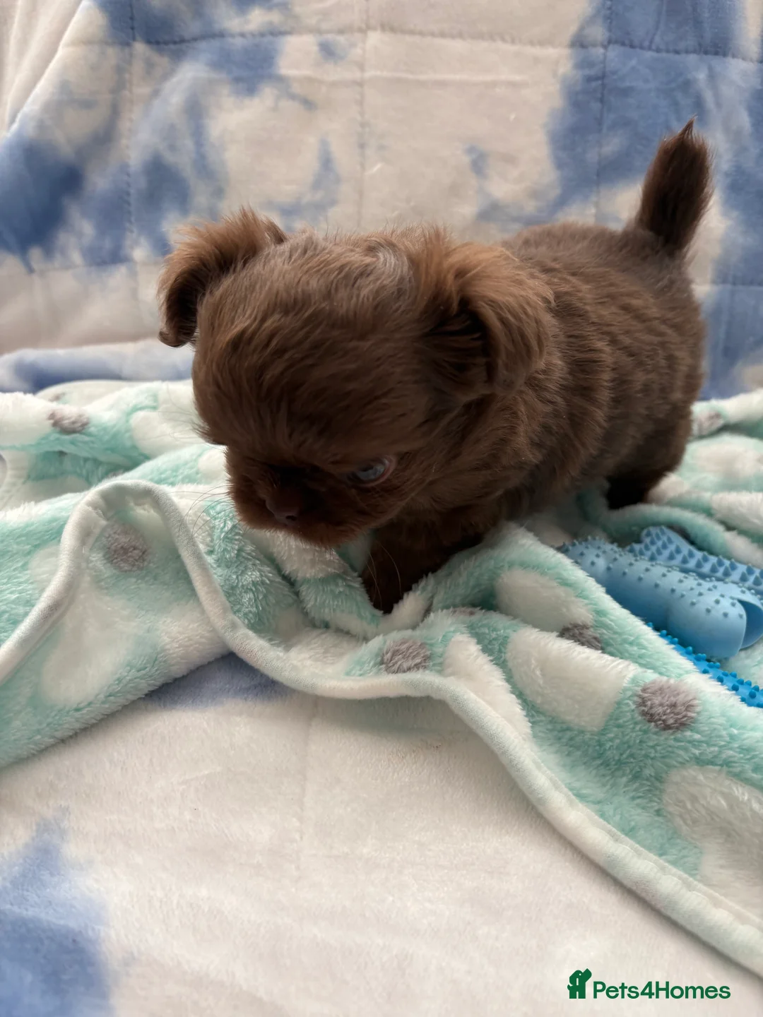 Chihuahua dogs for sale: Russian long-haired Chihuahua - Advert 10