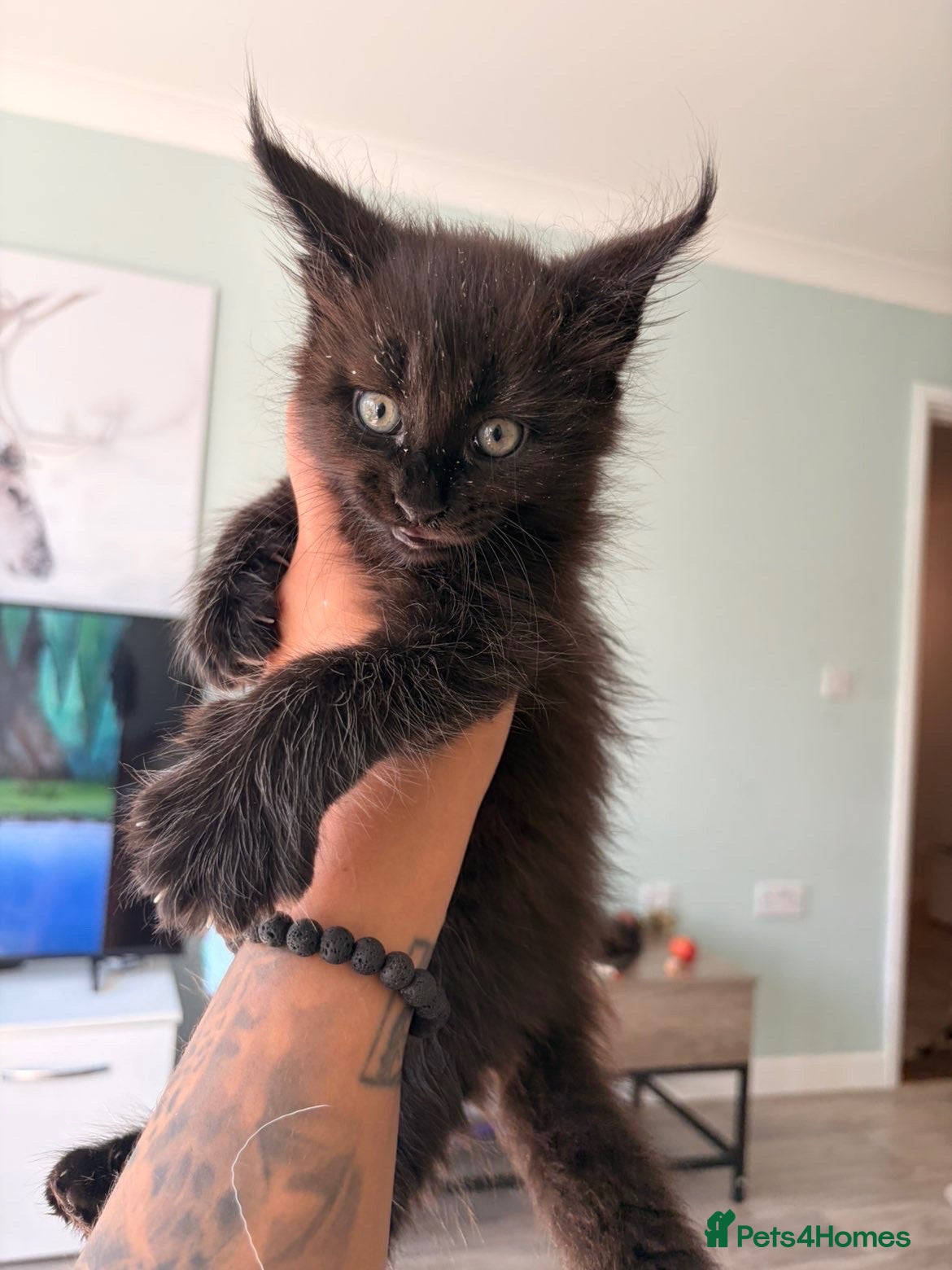 Maine Coon cats Now 2 TICA Registered Mainecoon kittens  - Advert 9