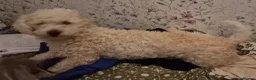 Mixed Breed dogs for sale: Bichon freise cross Bichon terrier  - Advert 2