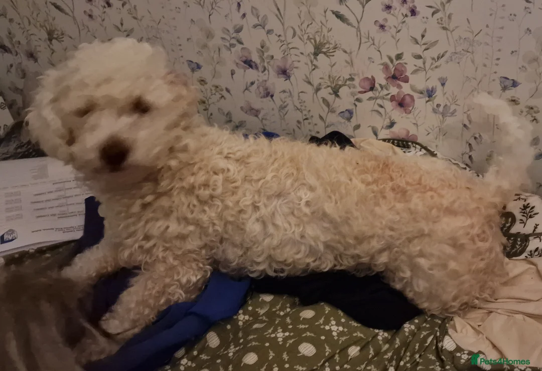 Mixed Breed dogs for sale: Bichon freise cross Bichon terrier  - Advert 2