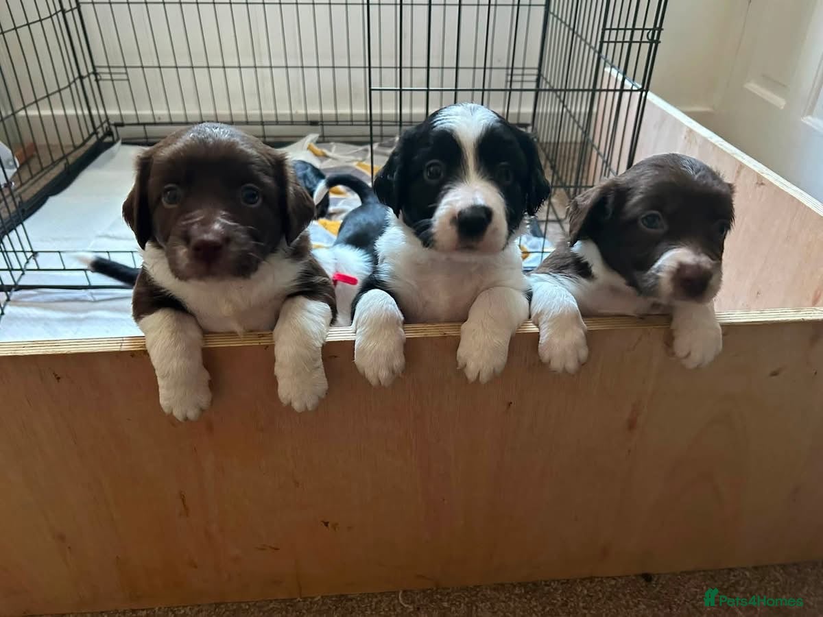 Sprollie dogs Sprollie pups for sale - Advert 12