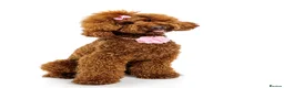 Mini Goldendoodle dogs for sale: Mini goldendoodle waiting list ✨licensed breeder  - Advert 3