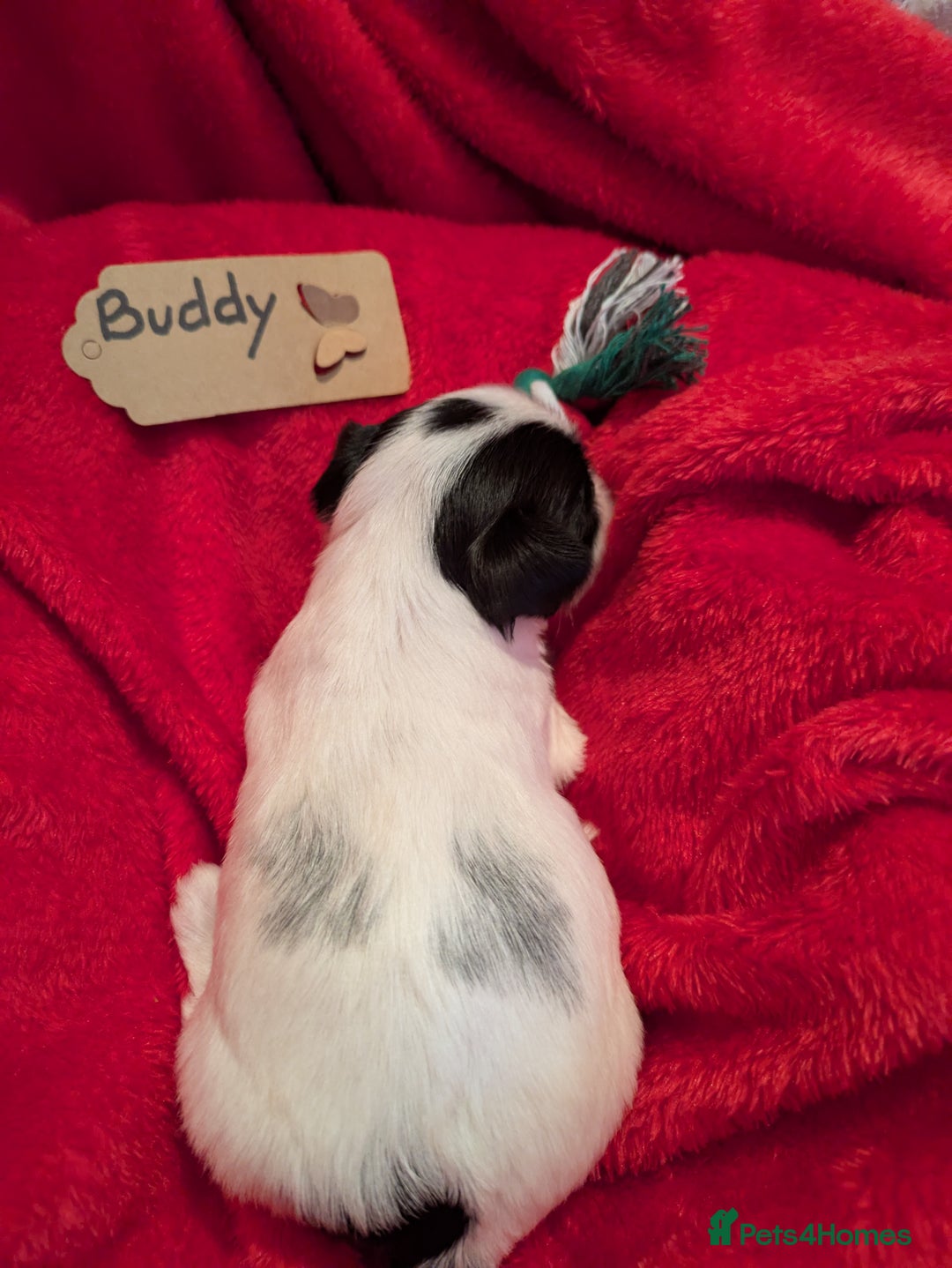 Biewer Terrier dogs for sale: Adorable Purebred Biewers  - Image 6