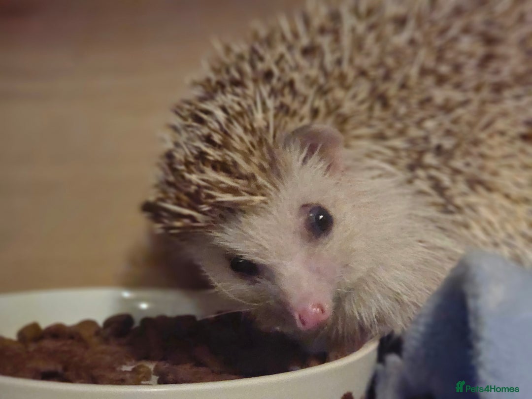 Pygmy Hedgehog rodents for sale: Hedgehog- Mr prickles  - Image 4