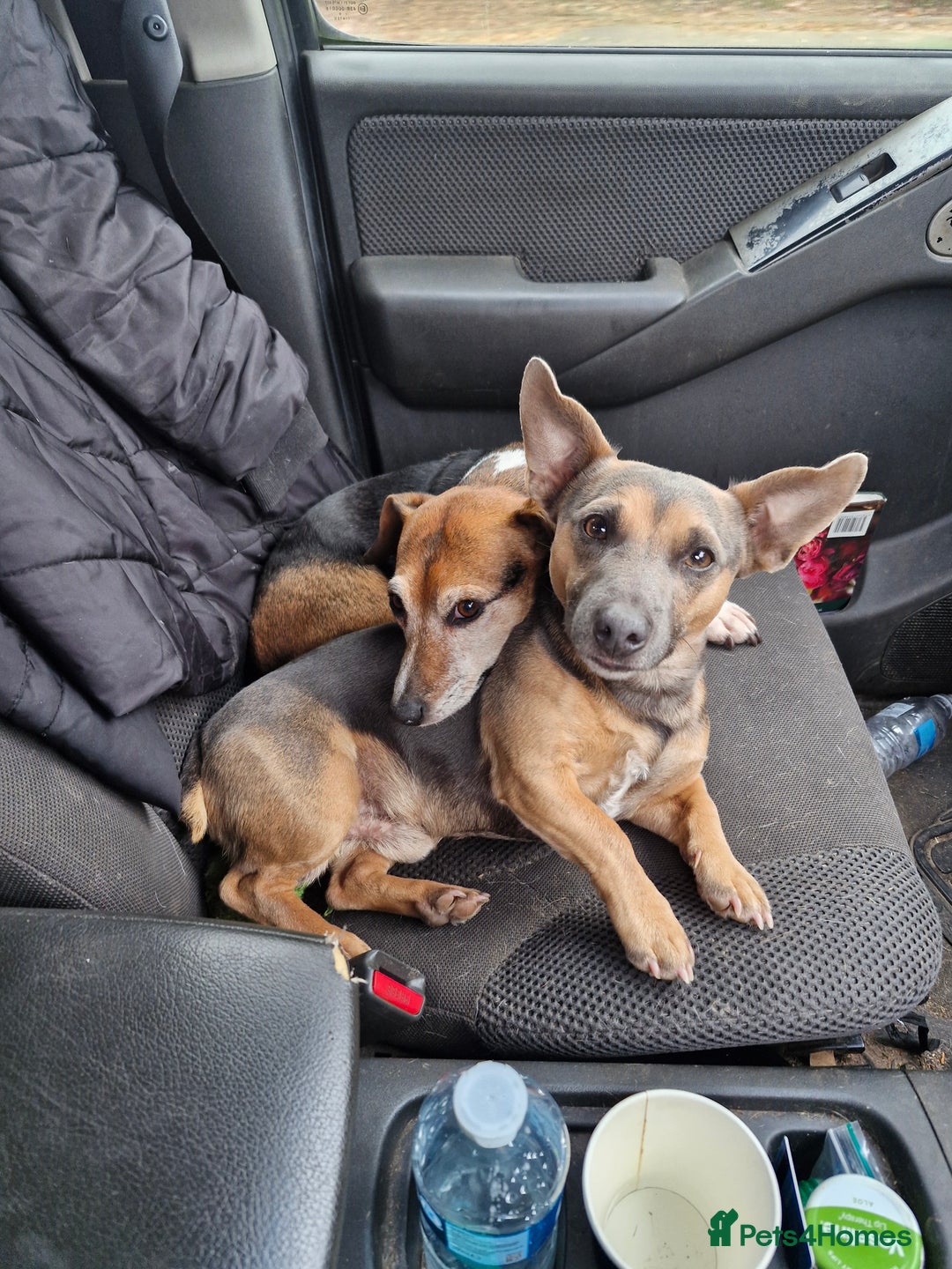 Jack Russell dogs for stud: Blue/lilac JACK russell stud  - Advert 3