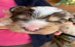 Cockapoo dogs for sale: Yankee Doodle /cocker poo. - Image 1