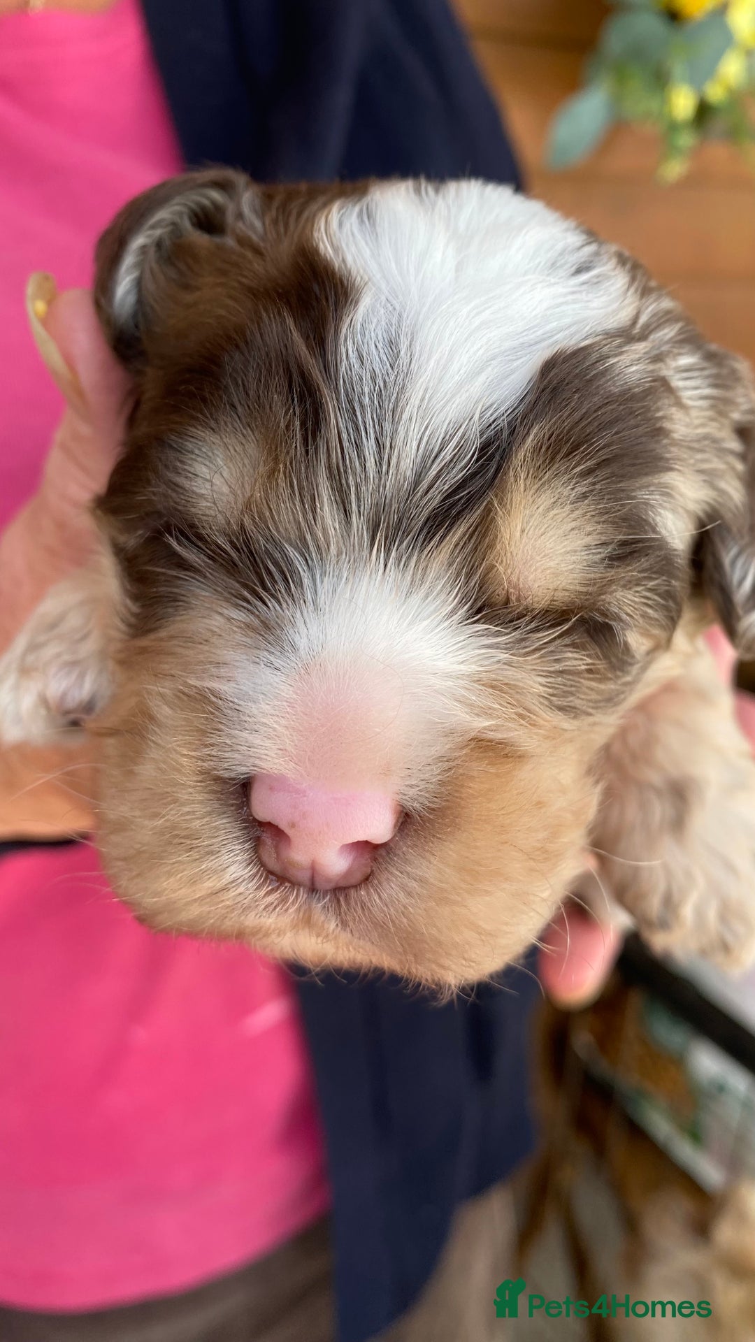 Cockapoo dogs for sale: Yankee Doodle /cocker poo. - Image 1