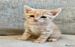 Mixed Breed cats for sale: Beautiful Tabby Kittens For Sale  - Image 8