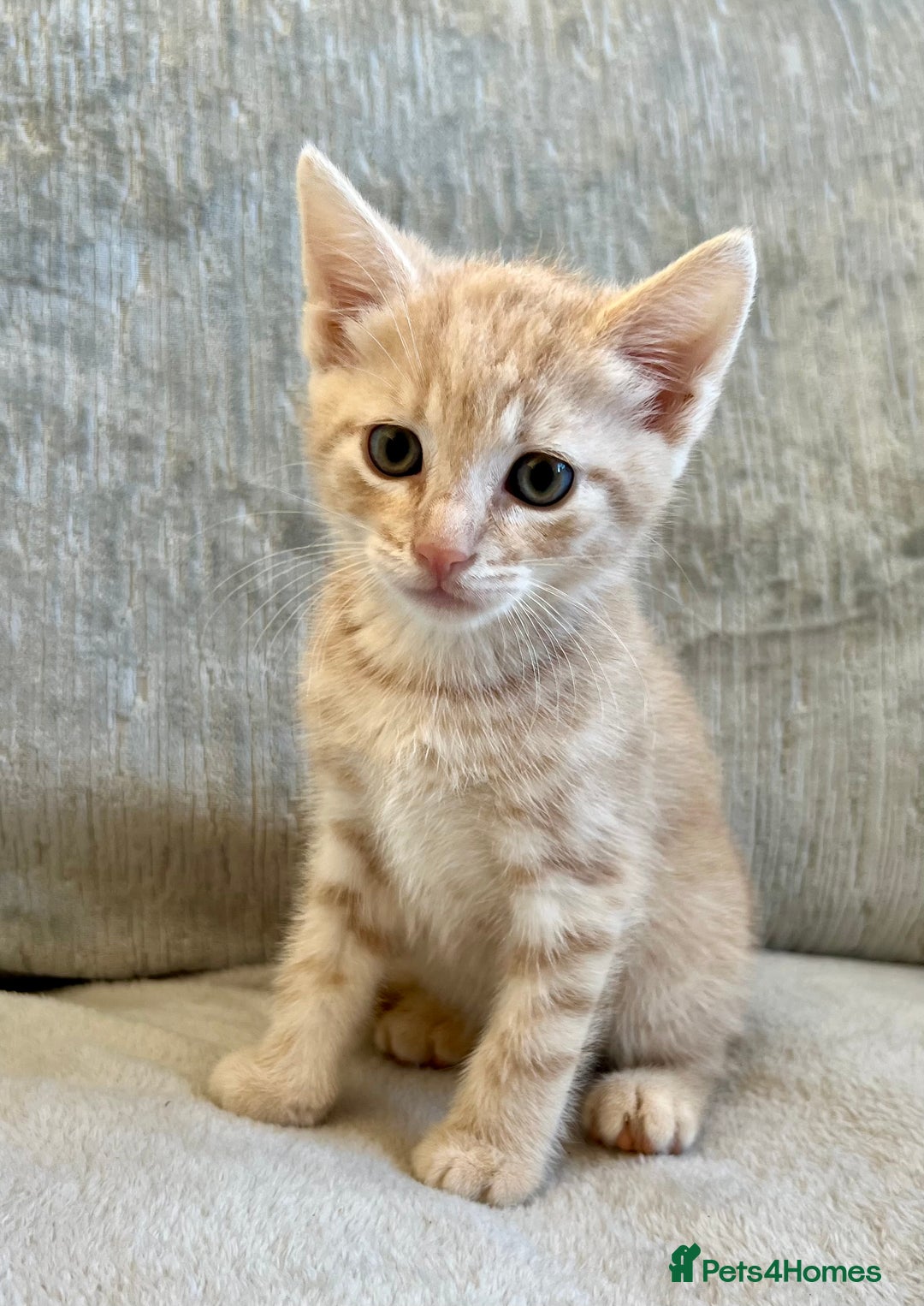 Mixed Breed cats for sale: Beautiful Tabby Kittens For Sale  - Image 8