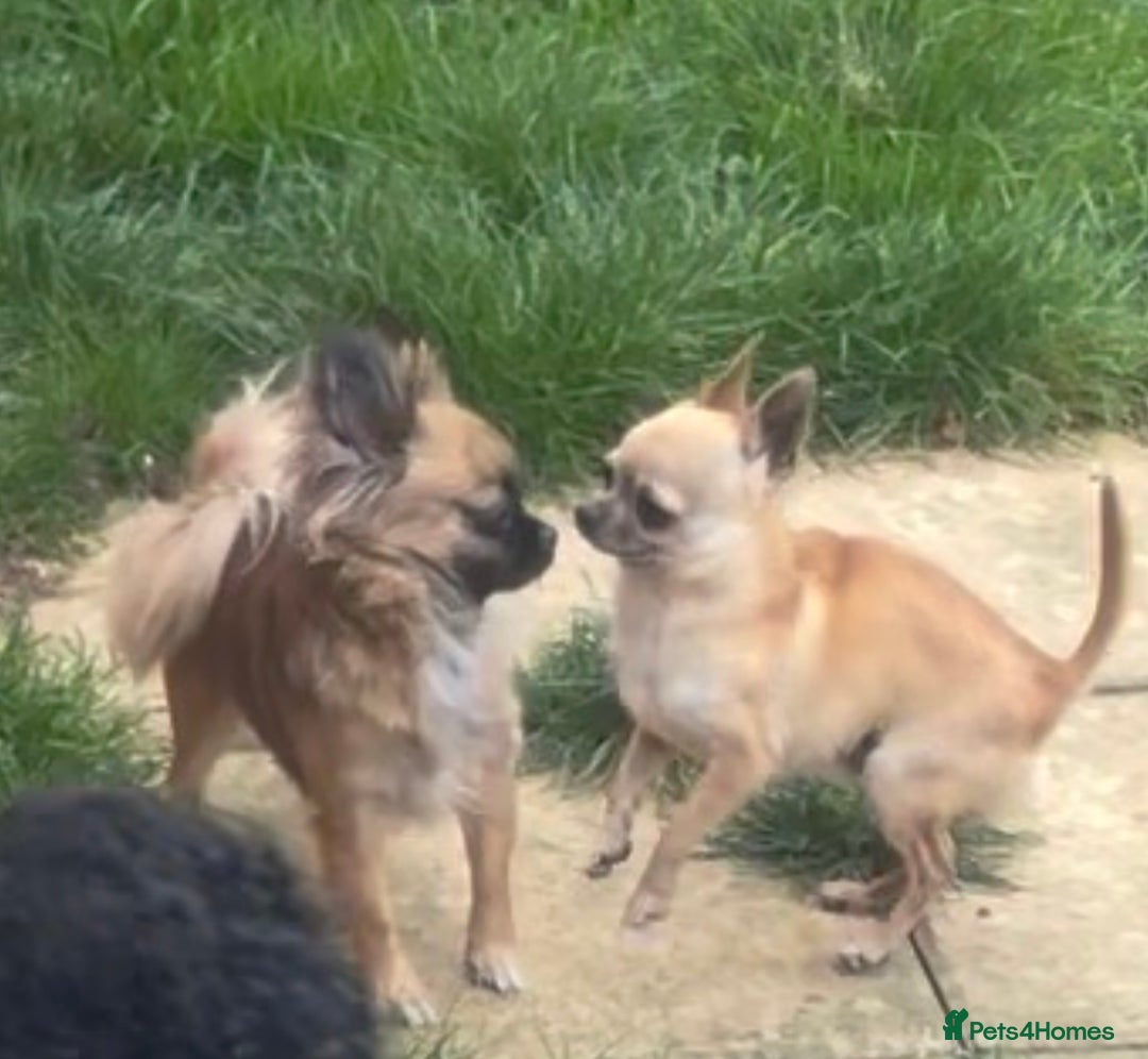 Mixed Breed dogs for sale: Beautiful Small Puppy Looking For A Loving Home - Advert 2