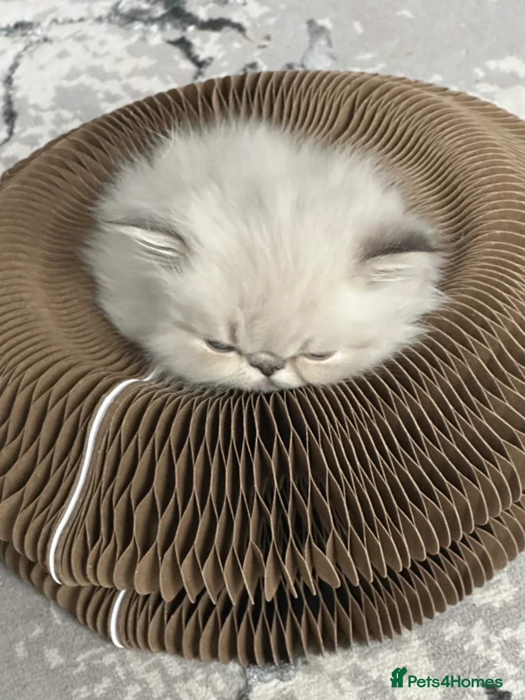 Persian cats for sale: Tina Atherton  - Advert 8