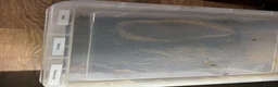 Mixed Breed reptiles for sale: Snakes spiders scorpions  in Macclesfield - Advert 14
