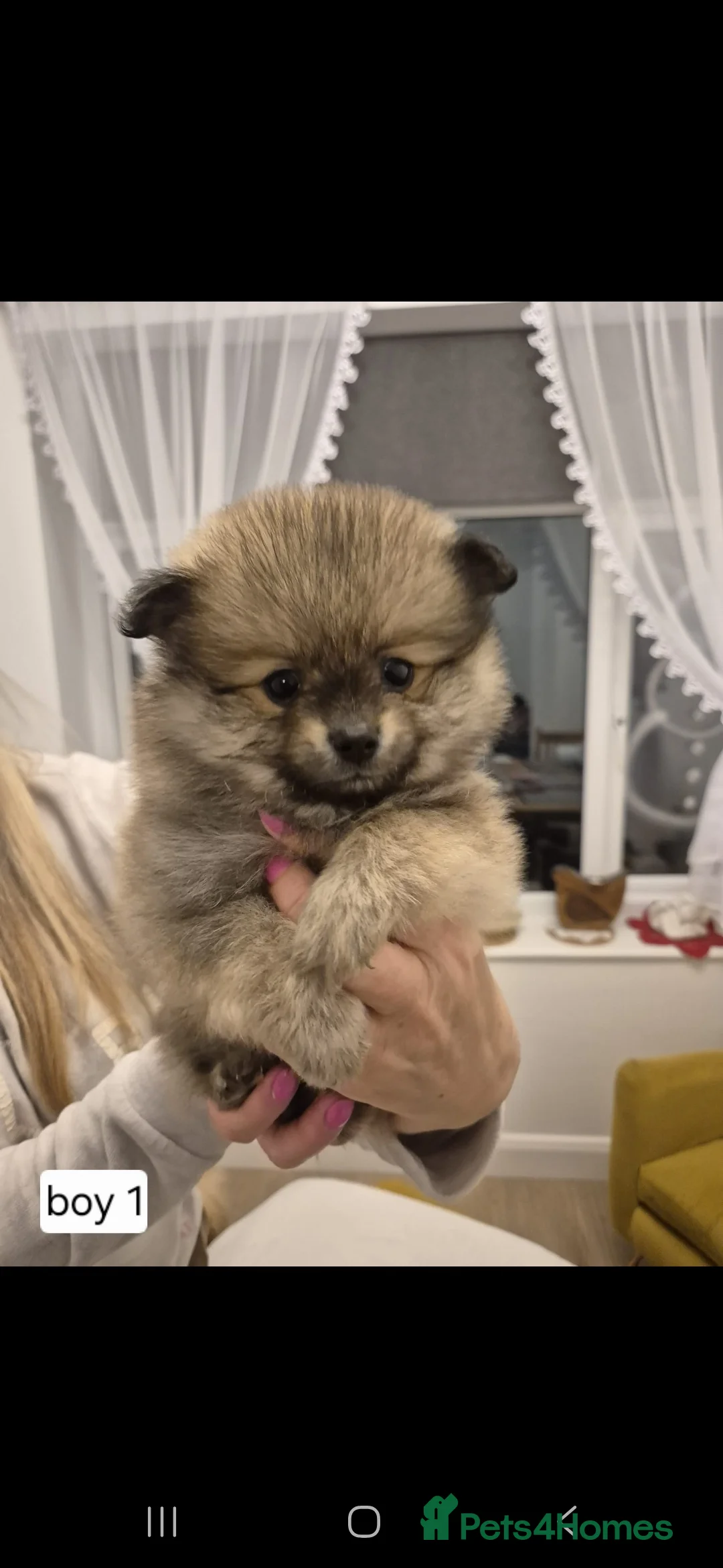 Pomeranian dogs for sale: Puppy pomeranian - Advert 4