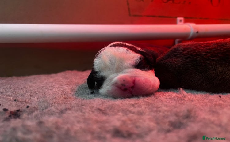 Boxer dogs Pure Boxer Puppies  - Advert 2