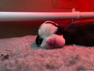 Boxer dogs Pure Boxer Puppies - Advert 18