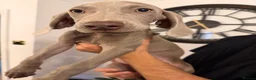 Weimaraner dogs for sale: 🌟READY 2 LEAVE🌟KC Reg Weimaraners 🩷💙 - Advert 18