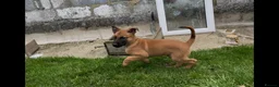 Belgian Shepherd Dog dogs for sale: Pure Malinois - Joefarm lines  - Advert 3