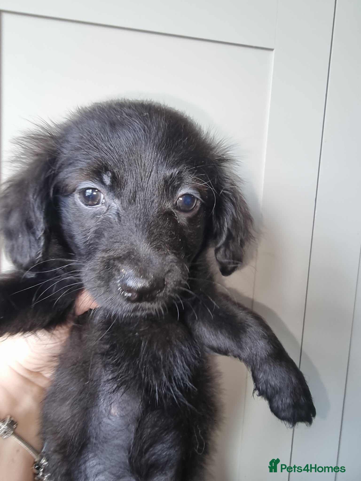 Mixed Breed dogs READY TO LEAVE NOW 1 girl left! - Advert 13