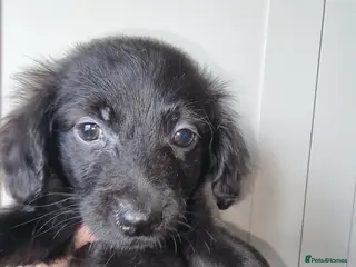 Mixed Breed dogs READY TO LEAVE NOW 1 girl left! - Advert 13