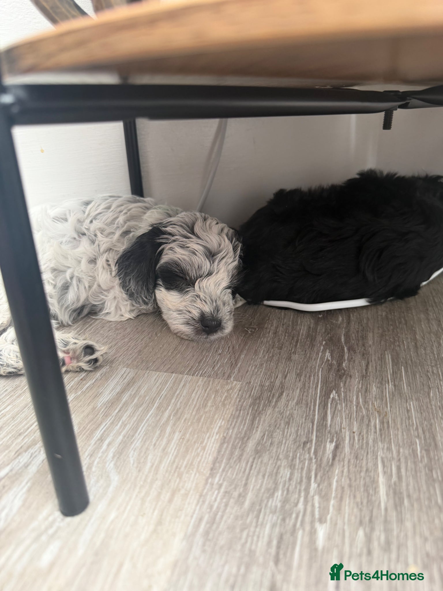 Mixed Breed dogs for sale: Jackapoo Puppies - Advert 11