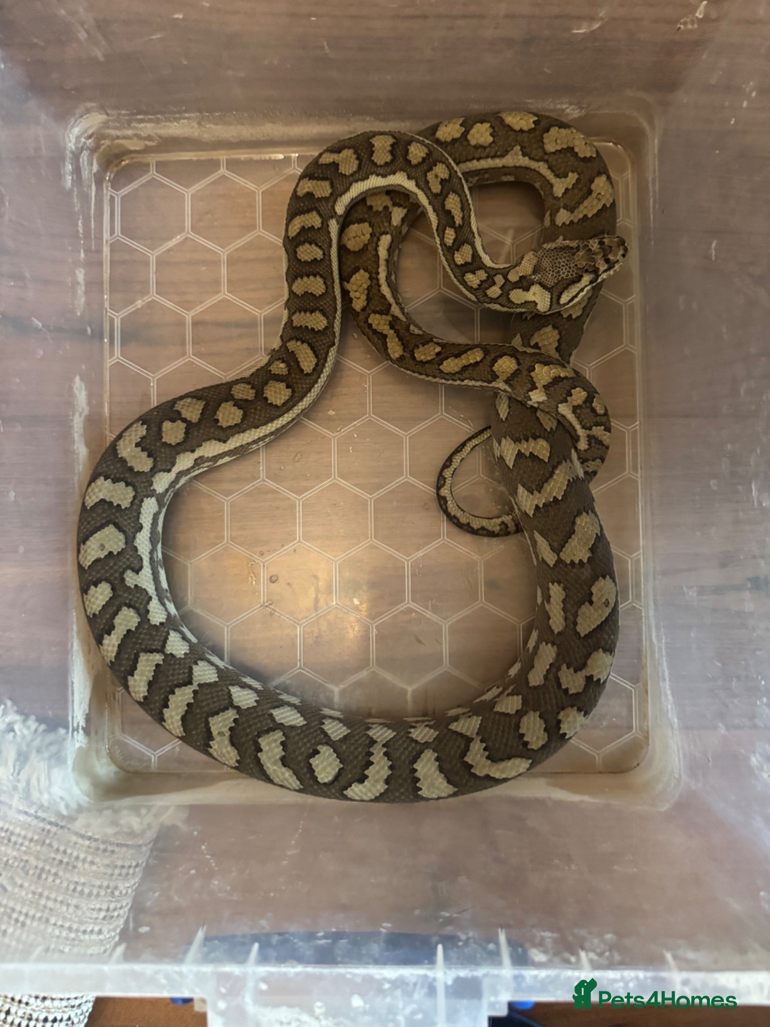 Python Snake reptiles Coastal Carpet Python CB2020 5-6ft - Advert 1