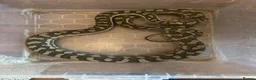 Python Snake reptiles for sale: Coastal Carpet Python CB2020 5-6ft - Advert 1