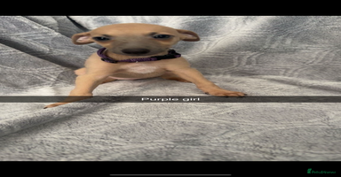 Mixed Breed dogs - Advert 13
