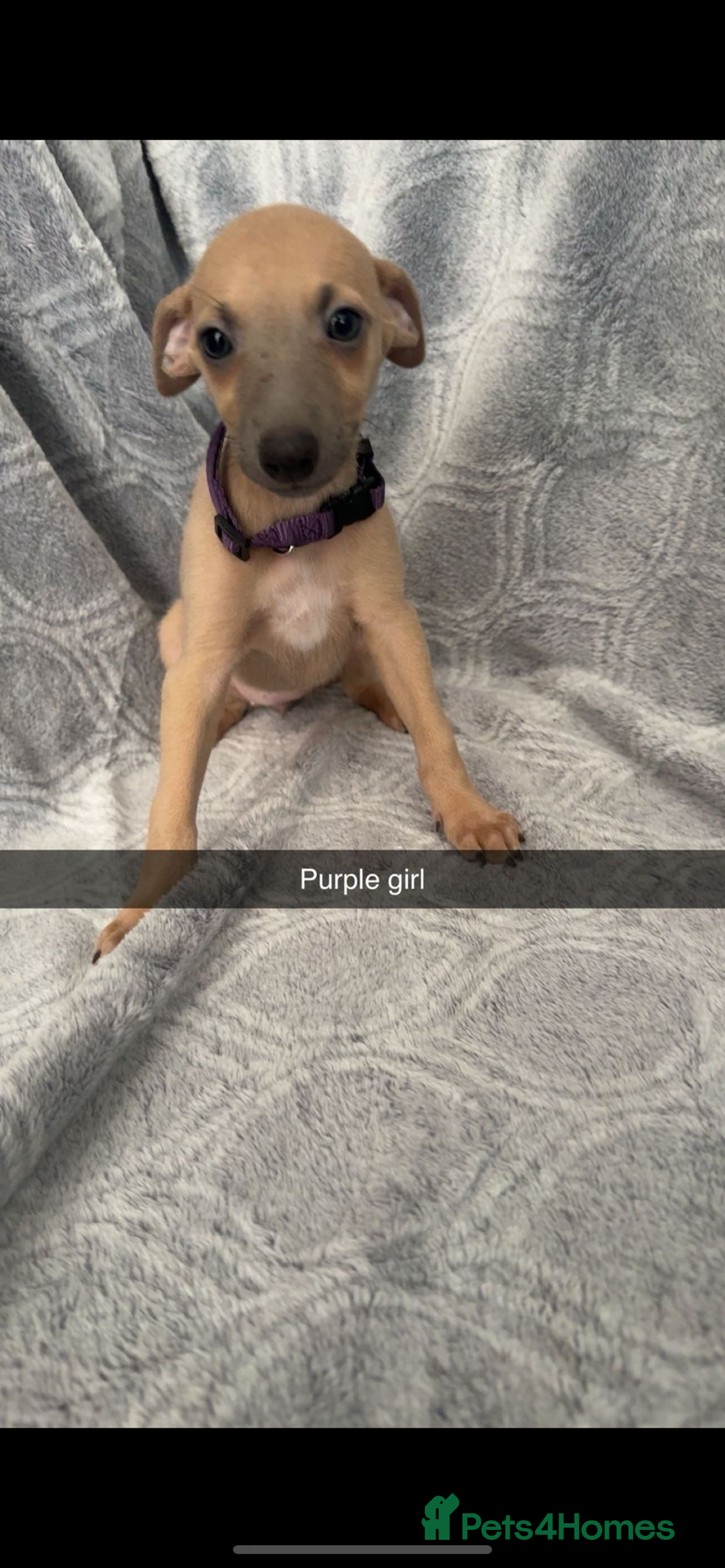Mixed Breed dogs for sale: 7 beautiful wiggys! - Image 3