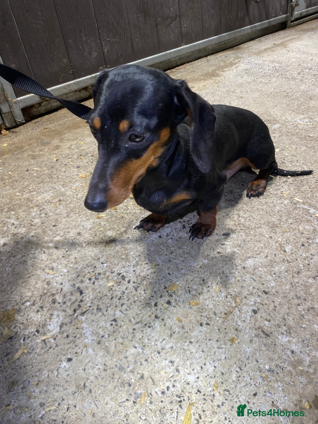 Miniature Dachshund dogs for sale: 1yo Miniature Dachshund - Advert 15