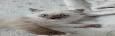 Ragdoll 1