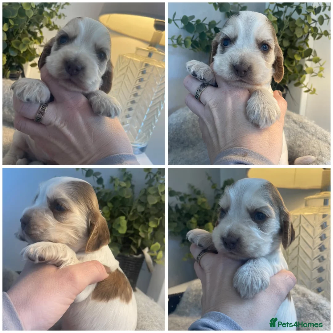 Cocker Spaniel dogs for sale: KC Show cocker spaniels 🤎 - Advert 2