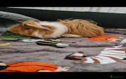 Guinea Pig rodents for sale: Pair of Male Guinea Pigs and complete set up - Image 5