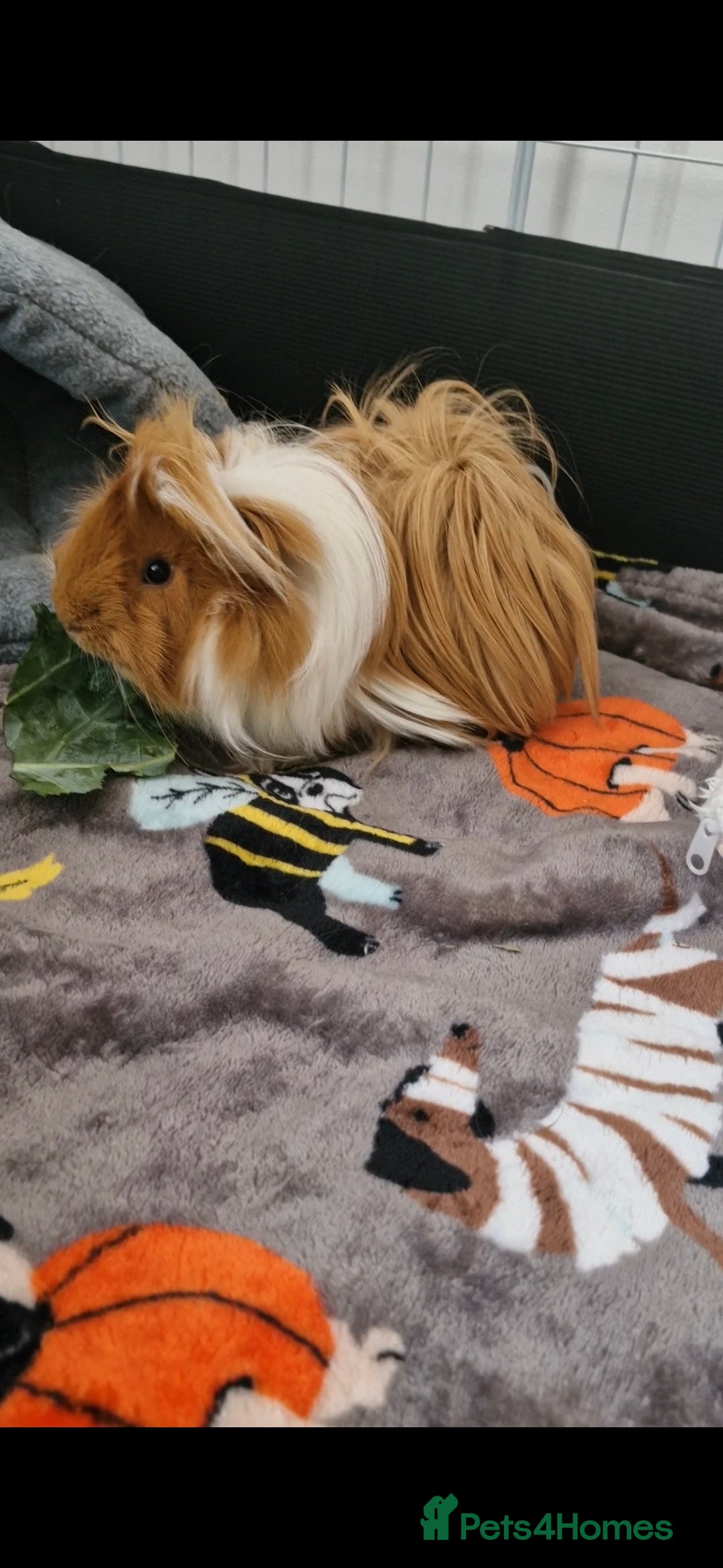 Guinea Pig rodents for sale: Pair of Male Guinea Pigs and complete set up - Image 5