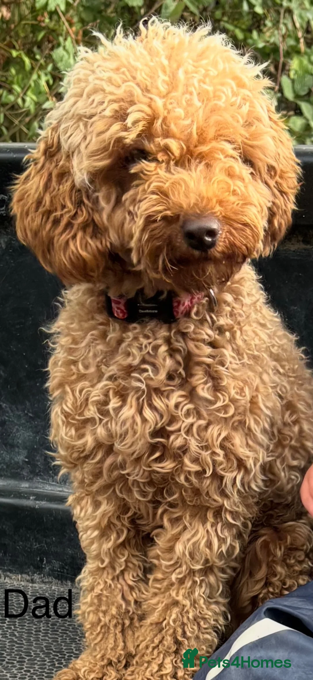 Cockapoo dogs for sale: Cockapoo puppies - Advert 5