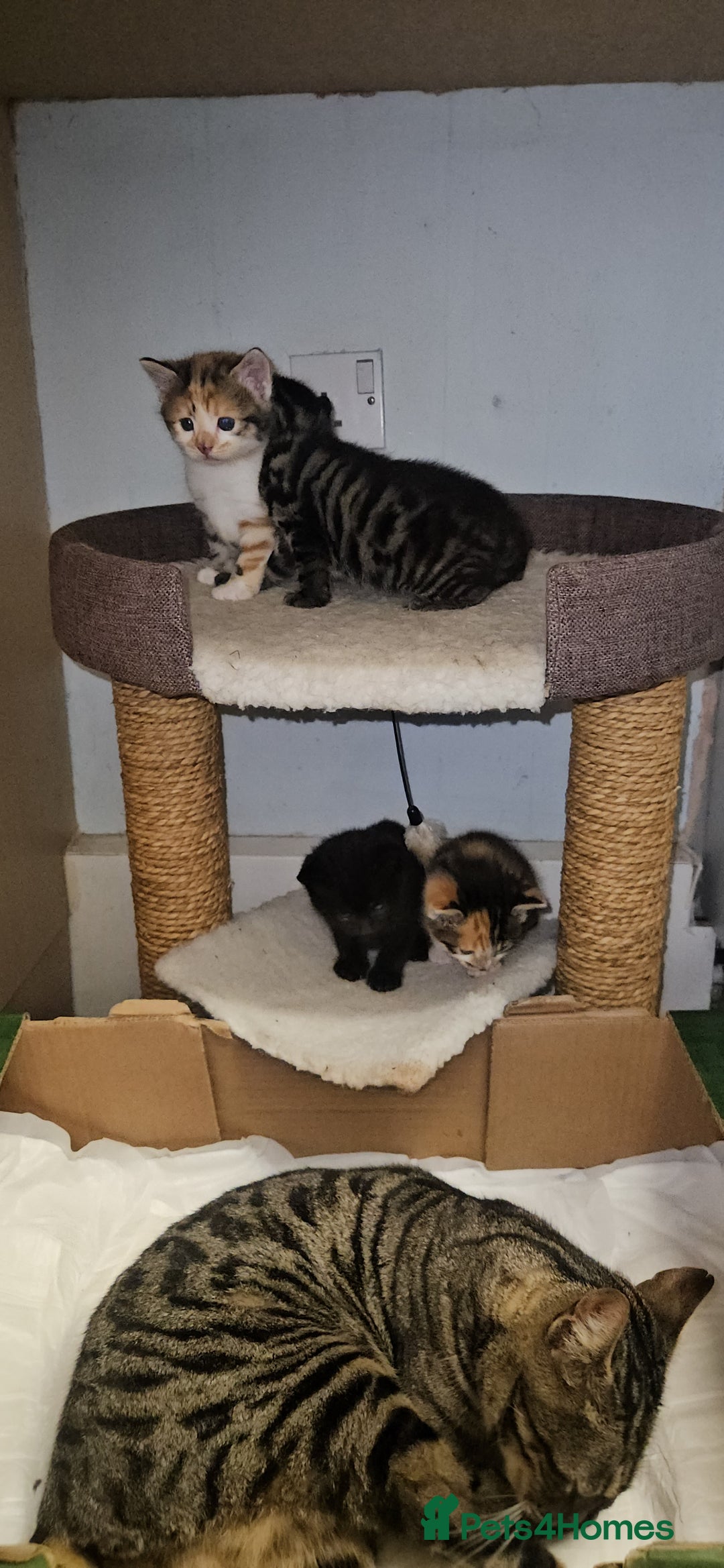 Bengal cats for sale: Kittys:Bengal+British parents  - Advert 16