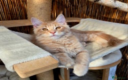 Maine Coon cats for sale: 1 Cream Boy Available. Ready Now.  - Image 4