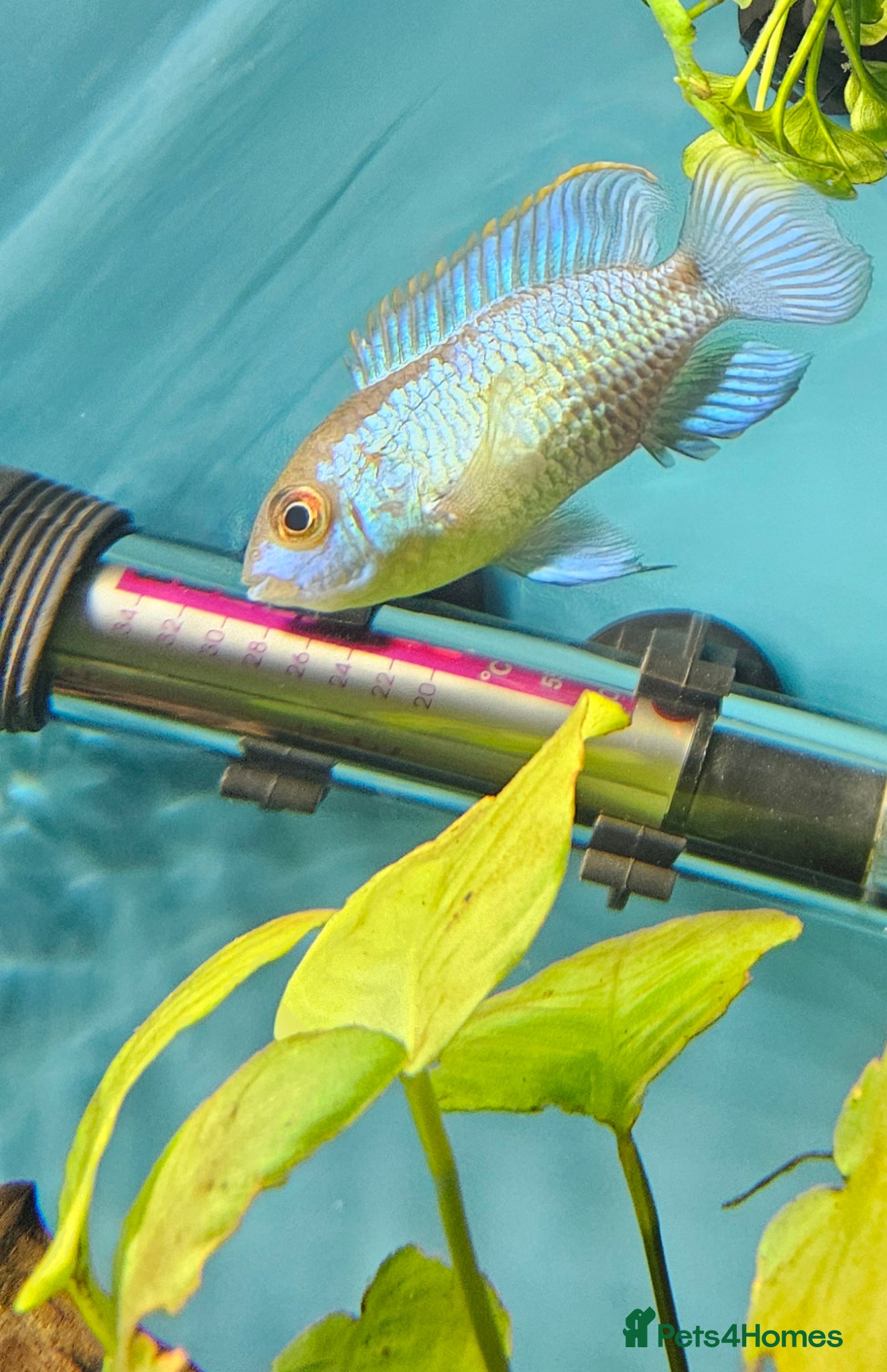 Cichlids fish electric blue acara and t bar cichlid in Farnham  - Advert 1
