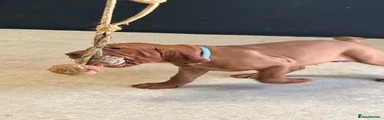 Hungarian Vizsla 3