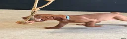Hungarian Vizsla dogs for sale: Gorgeous Hungarian Vizsla puppies  - Advert 18
