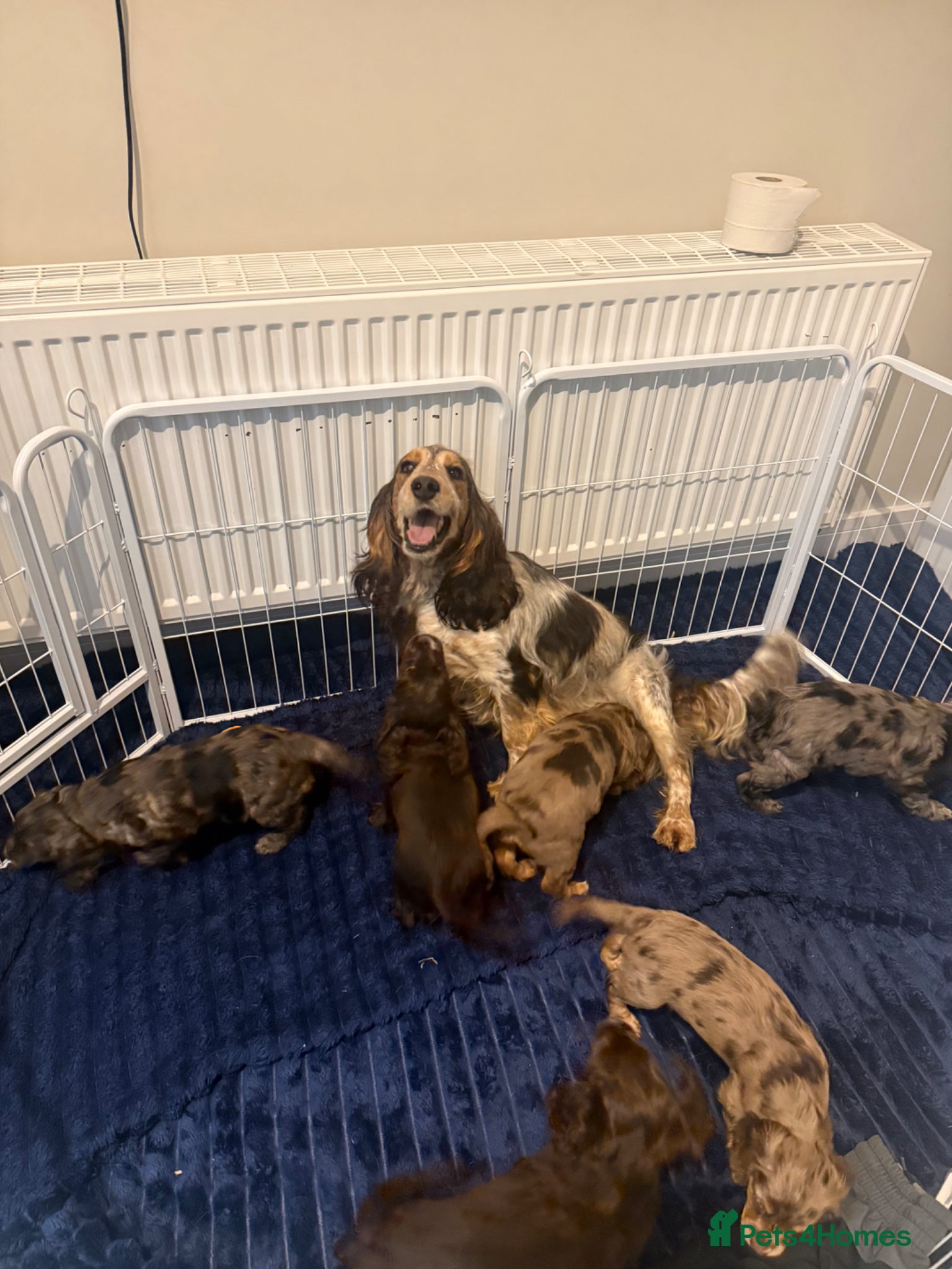 Cocker Spaniel dogs Ready from the 1st may show type DNA health tested - Advert 1