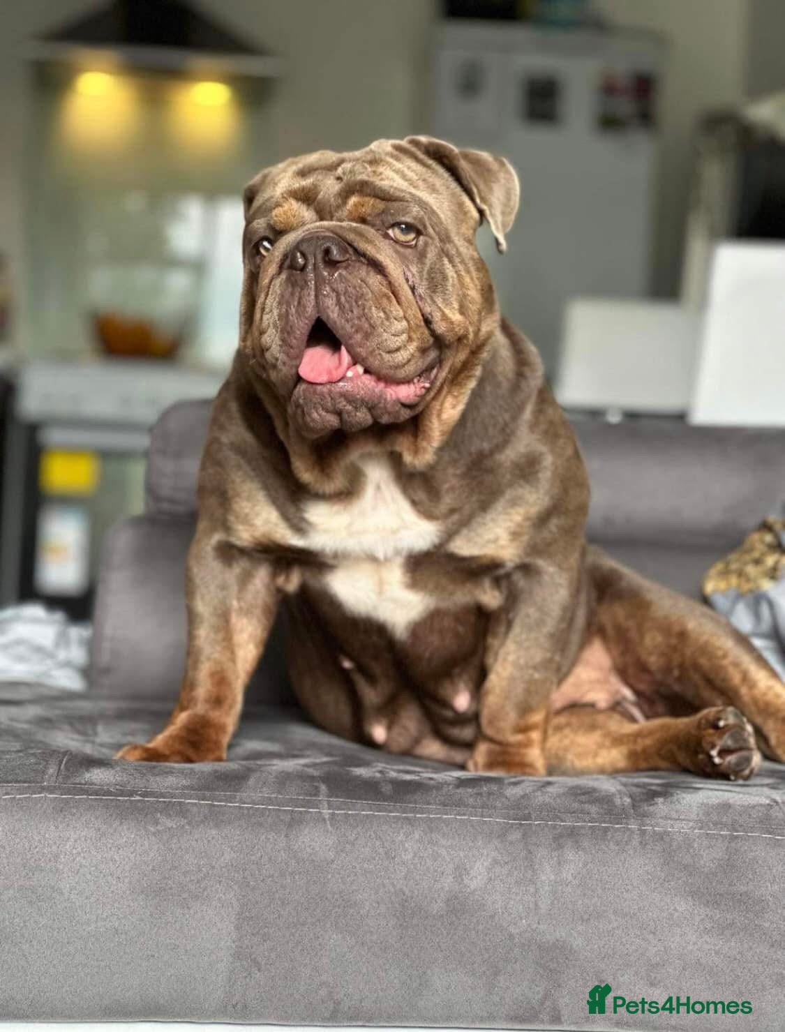 English Bulldog dogs Blue and tan kc English bulldog  - Advert 2