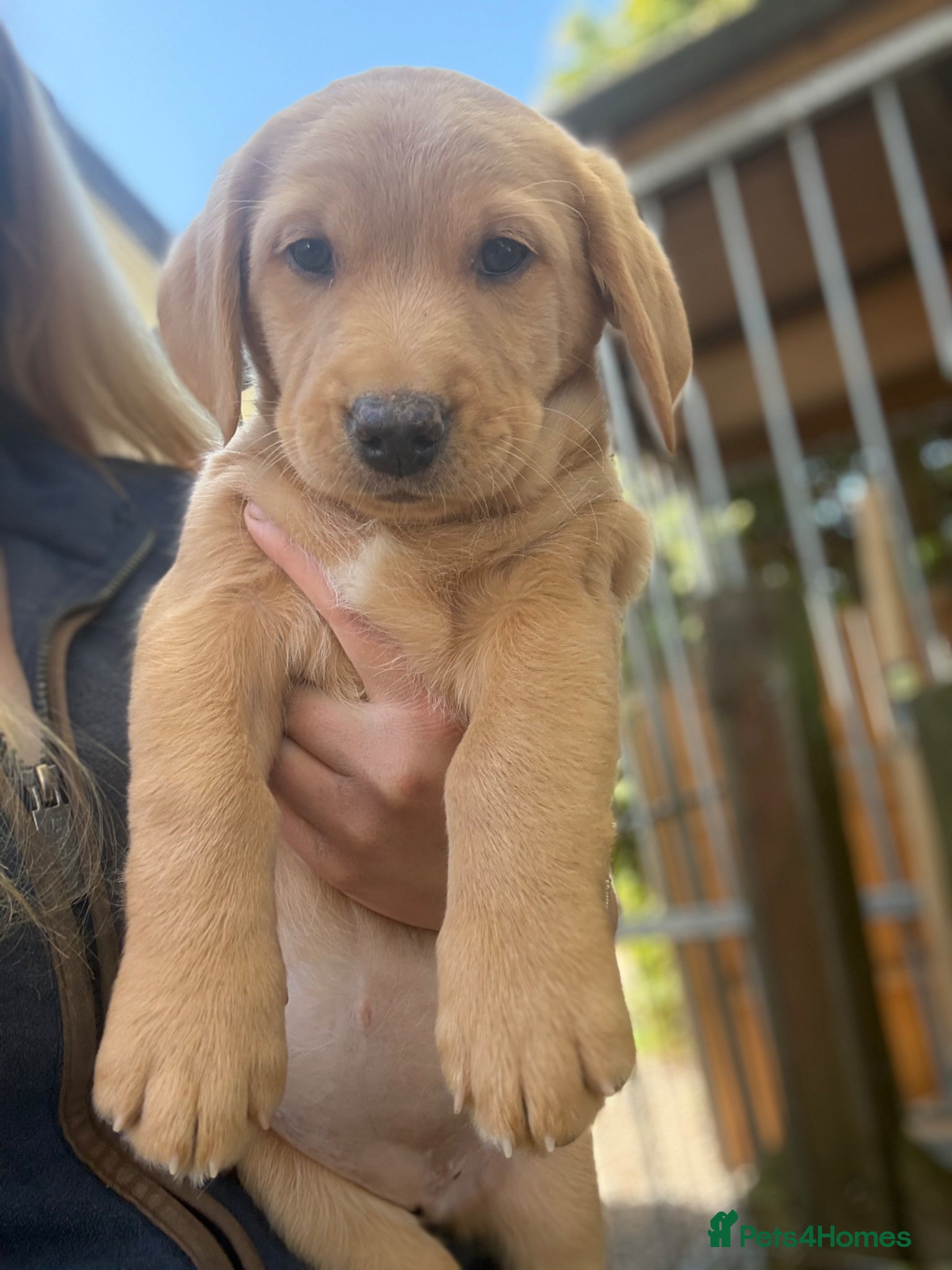 Mixed Breed dogs Labradoodles LAST PUP  - Advert 6