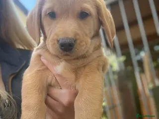Mixed Breed dogs Labradoodles LAST PUP - Advert 5