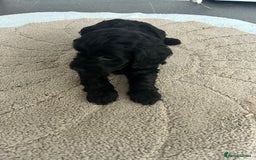 Cockapoo dogs for sale: Beautiful coloured cockapoo pups - Image 8