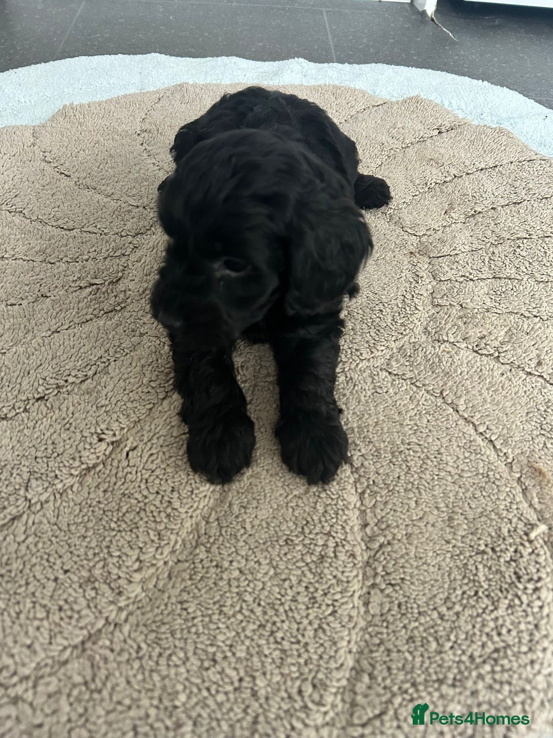 Cockapoo dogs for sale: Beautiful coloured cockapoo pups - Image 8